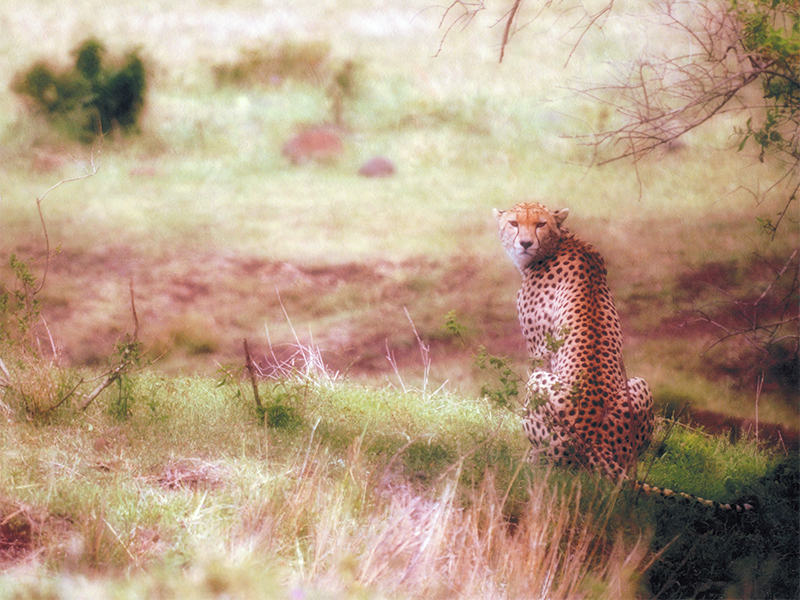 Cheetah gives us the "tourist view".  Photo by Adam Angel